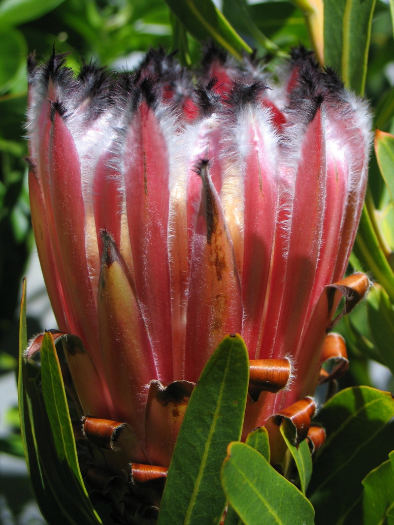 flower head, flowering plant, furry, botany, protea, softness, petal, freshness, beauty in nature, inflorescence, growth, fragility, close-up, plant, vulnerability