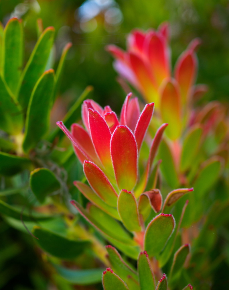vibrant, focus on foreground, no people, pink color, summer, closeup, flowering plant, beauty, vulnerability, beauty in nature, selective focus, yellow