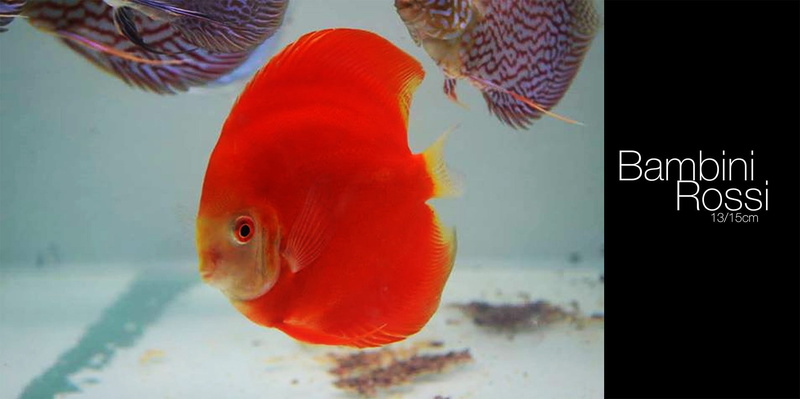 animal wildlife, fish, vertebrate, animal themes, swimming, one animal, transparent, no people, fish tank, underwater, goldfish, glass - material, animal