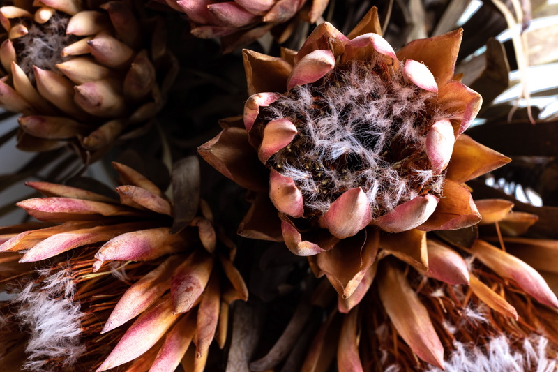 leaf, symbol, home, flowering plant, bloom, plant, dry, flower head, old, styling, south africa, flower, inflorescence, cape town, protea, brown, plant part