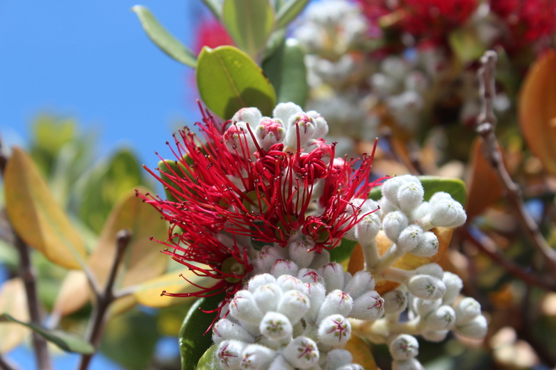 inflorescence, tree, beauty in nature, outdoors, springtime, vulnerability, flowers, nature, petal, protea, flowering plant, white color, flower head, no people
