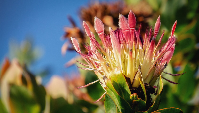 selective focus, plant, pink, growth, protea, vulnerability, blossom, pink color, 2K, floral, sky, nature, beauty in nature, flora, close-up, day, petal