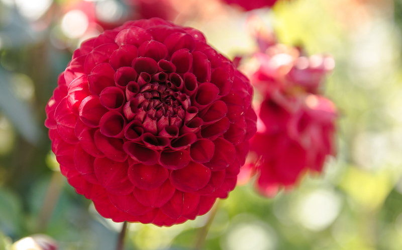 outdoors, focus on foreground, selective focus, close-up, dahlias, flower, nature, flower head, growth, flowering plant, petal, dahlia, plant, freshness