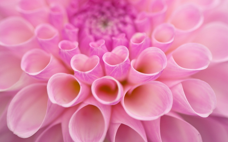 1080P, backgrounds, dahlias, studio shot, indoors, flowering plant, fragility, inflorescence, close-up, no people, plants, full frame, pink color, nature
