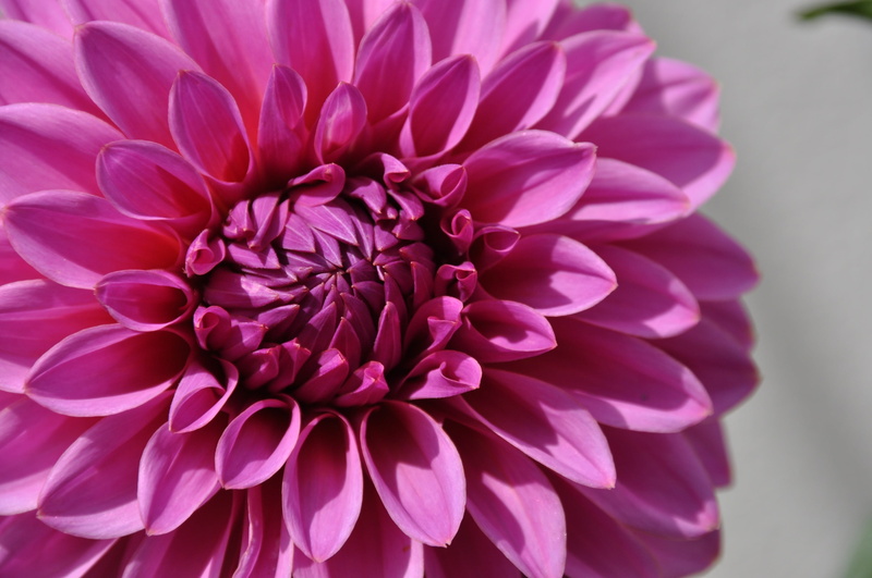 petal, beauty in nature, flowers, pink flowers, fragility, vulnerability, flower, pollen, plants, freshness, inflorescence, purple, nature, plant, dahlias