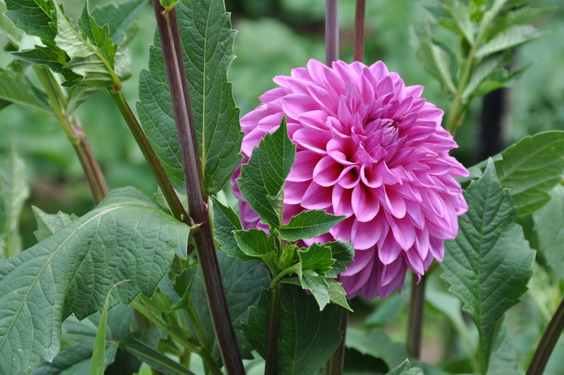 plants, no people, day, flower head, flower, leaf, pink flowers, freshness, flowering plant, nature, flowers, purple, petal, close-up, dahlias, fragility