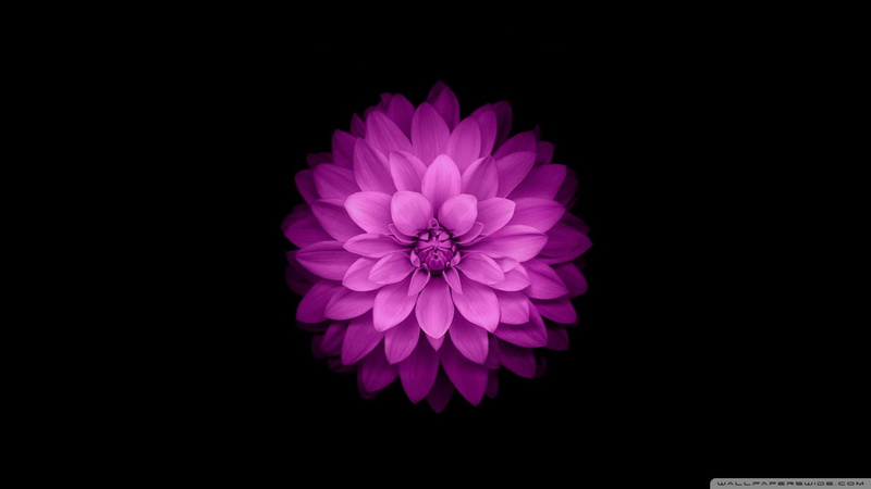 inflorescence, petal, black background, flower head, vulnerability, dahlia, no people, iOS, appel, 1080P, freshness, indoors, pink, purple, growth, nature
