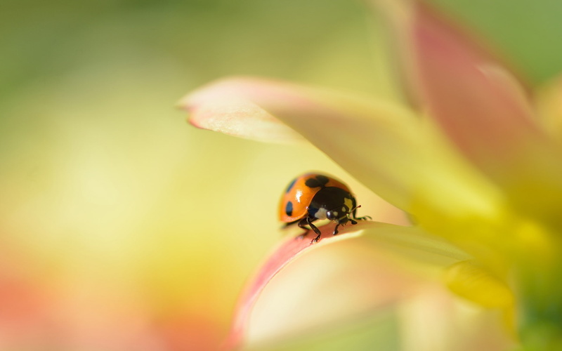 Dahlia, Flower, 1080P, Macro, Ladybug, Blur, Background