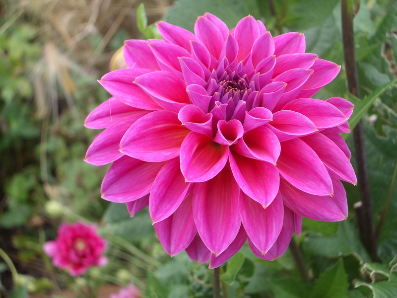 mobile, pink, flower, hd, 1080P, dahlia