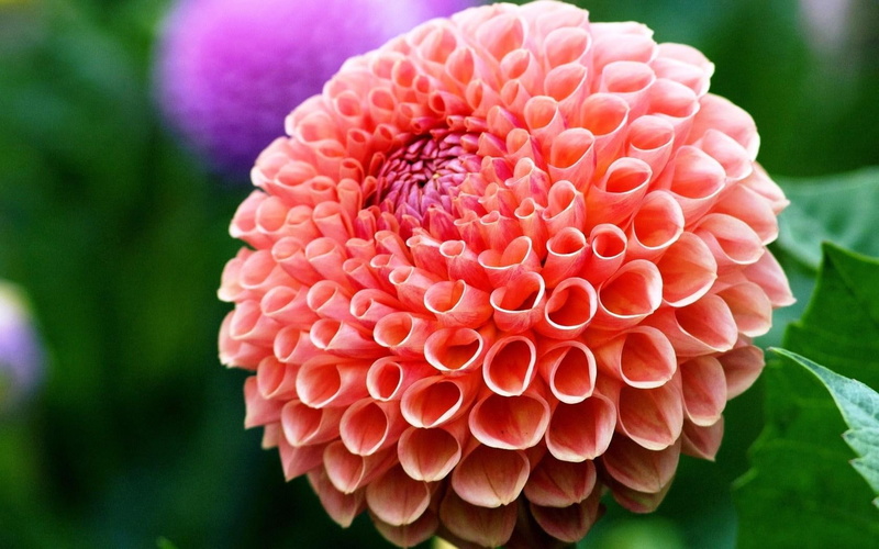pink, dahlia, beauty, purple, 720P, flower