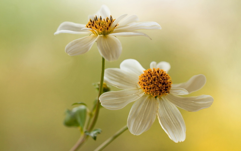 Flowers, White, 1080P, Dahlias