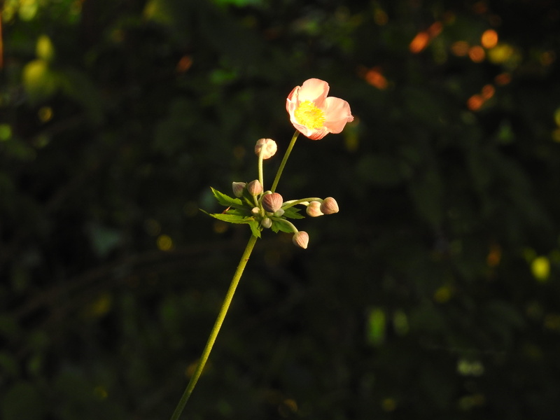 growing, vulnerability, flower, united states, outdoors, beauty in nature, focus on foreground, day, flowering plant, inflorescence, beginnings, freshness