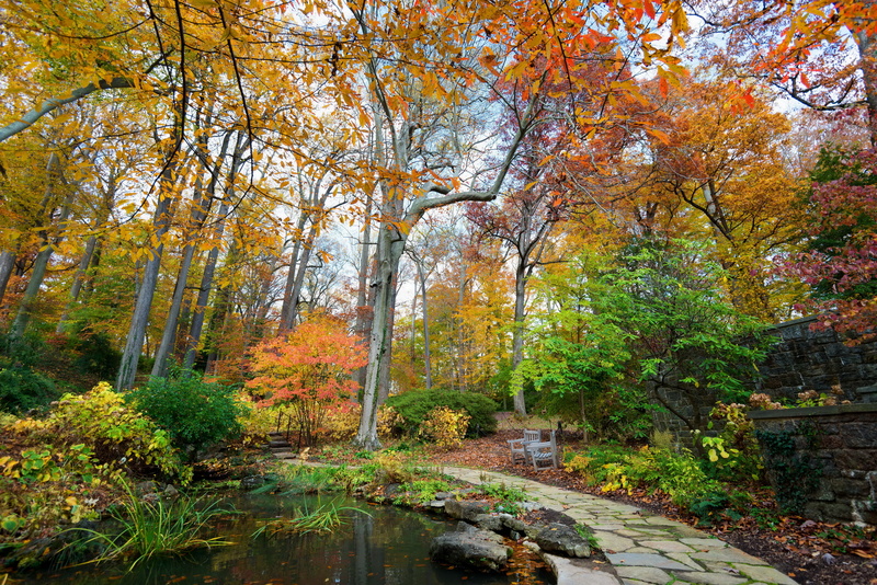 forest, change, outdoors, land, day, water, woodland, photo, tree, plant, pond, tranquil scene, Park, 5K, flowing water, tranquility, beauty in nature