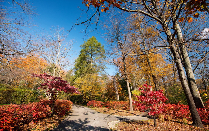 trees, longwood, nature, usa, 2K, autumn, kennett, shrubs, seasons, square, parks