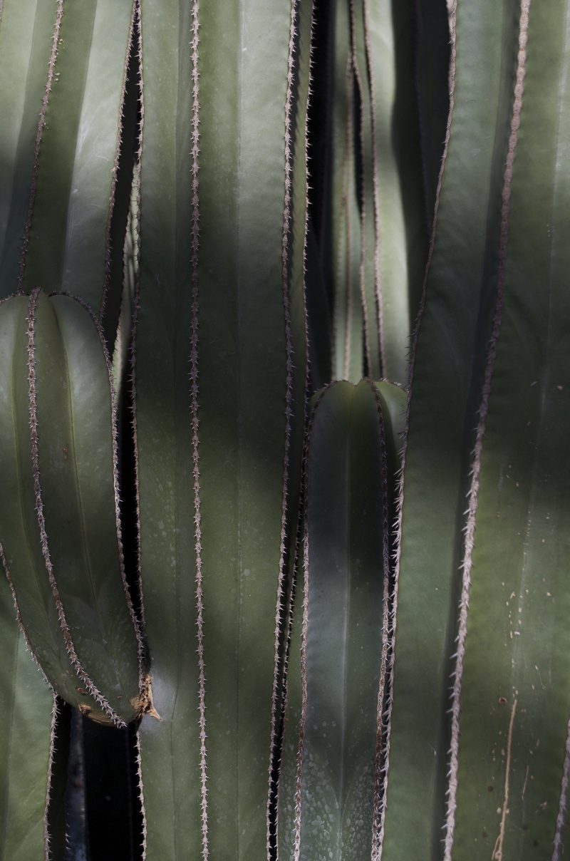 animal themes, leaf, green color, no people, group, spikey, cactus, metal, growth, pointed, desert, animals in the wild, thorns, macro, close-up, green