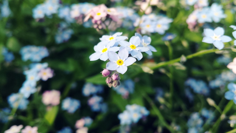 white flowers, macro, flowers, bokeh, forget-me-nots, 4K, forget, nots, white