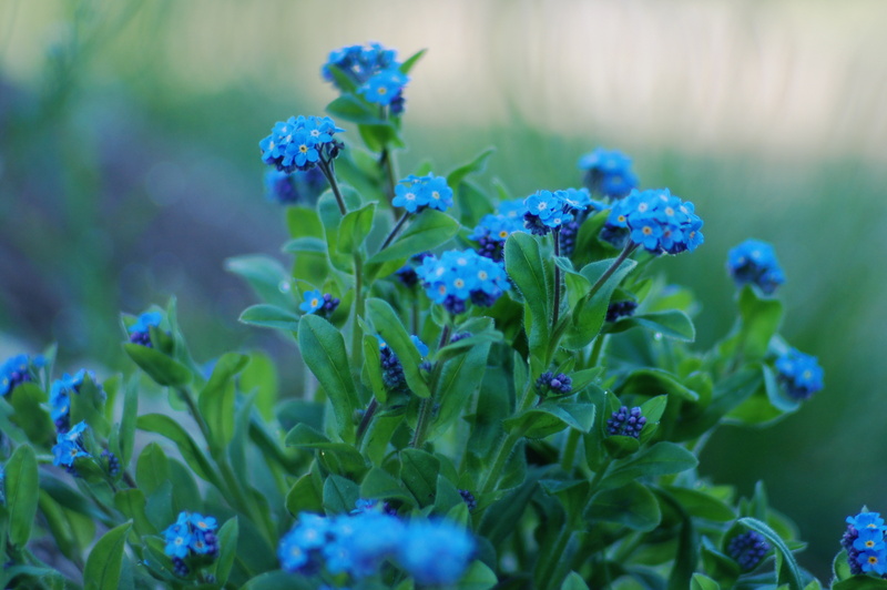 season, blue, vulnerability, freshness, scented, petal, purple, flowerbed, flower, botany, blossom, nature, macro, fragility, violet, green Color, petals