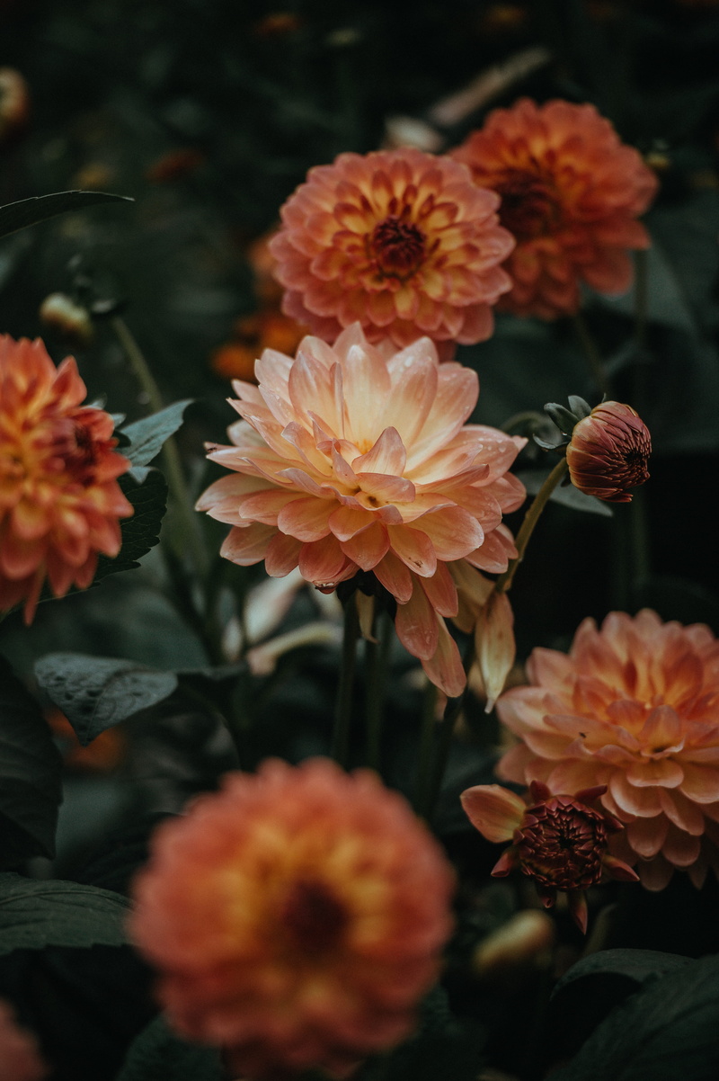 vulnerability, botany, orange flower, focus on foreground, flowers, 4K, bunch of flowers, orange color, rain drop, petal, selective focus, day, photography