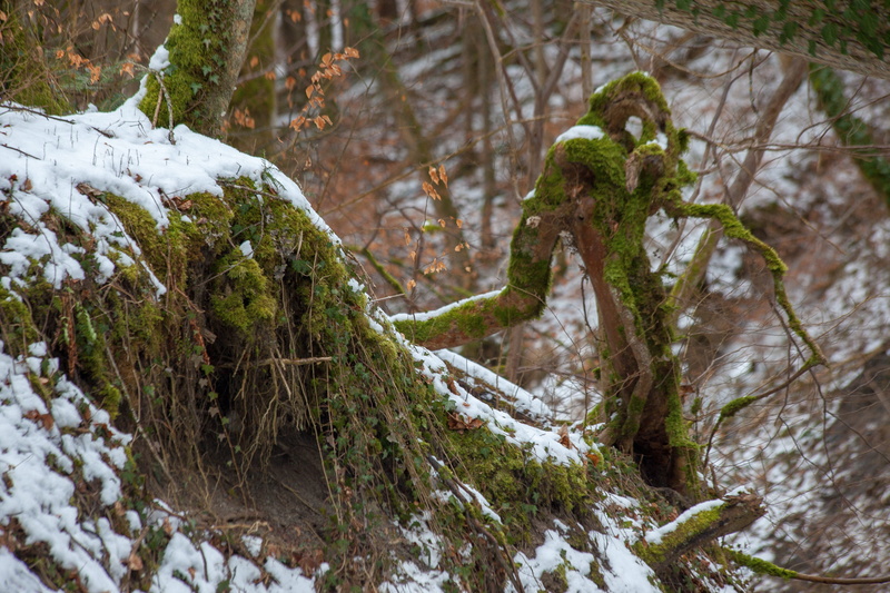 nature, moss, tree, tree man, green color, tree essence, fairy tale forest, tranquility, 5K, no people, creepy, horror, growth, tree trunk, focus on foreground