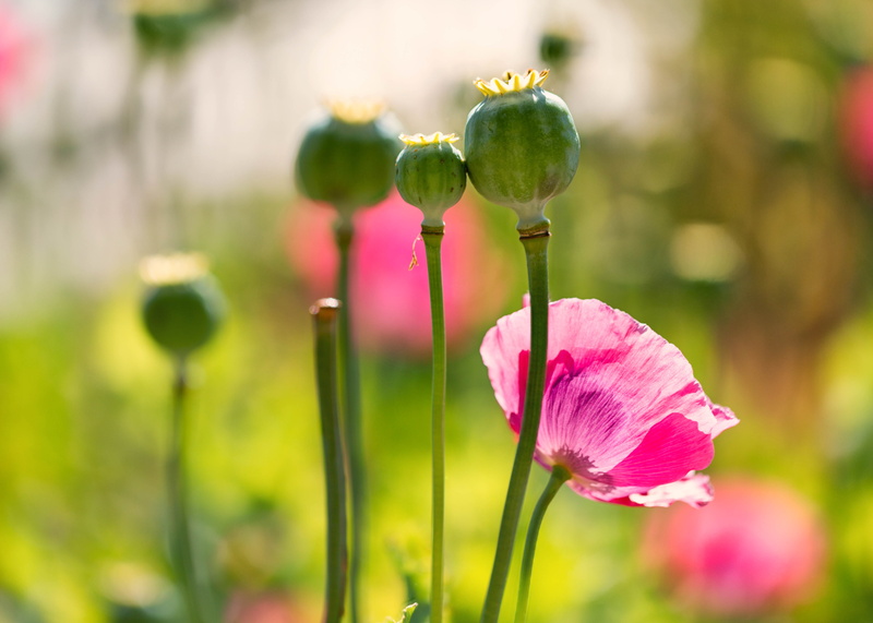 plant, green Color, flower  flower, petaled, flowers, flower Head, pink, macro, summer, 4K, photo, closeup, Holdout, Last, close-up, Denver Botanic Gardens