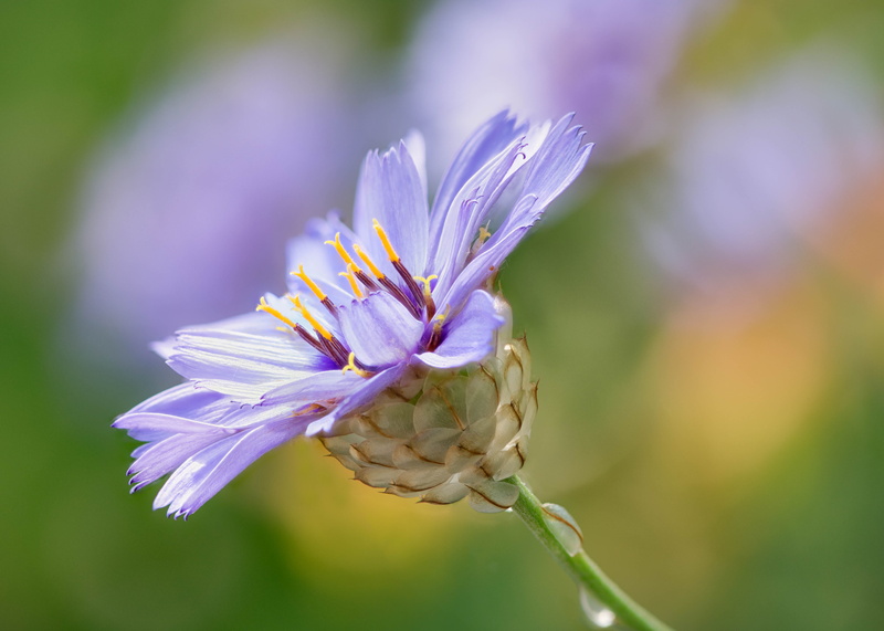 plant, close-up, nature, Colorado, Stacker, Denver Botanic Gardens, flower Head, petaled, petal, selective, photography, 4K, closeup, Focus Stacking, purple