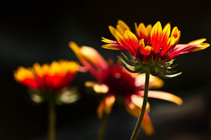 beauty In Nature, selective, close-up, floral, macro, selective focus, backlighting, photography, flowers, flower, summer, backlit, petal, nature, Colorado