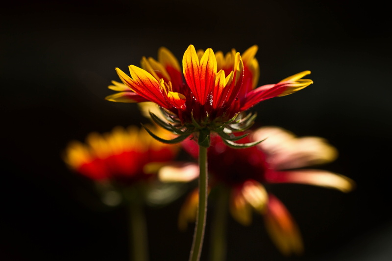 summer, red, Gaillardia, Denver Botanic Gardens, petaled, backlighting, flowers, flower, background, backlight, nature, photography, Glowing, close up