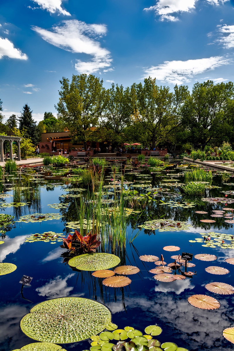 Denver, plants, outdoors, botanic, growth, leaf, gardens, tree, public domain, denver, 1080P, lillies, water, pond, asia, tranquility, beauty in nature
