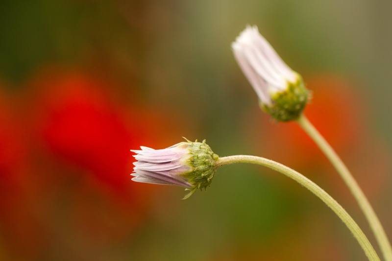 flower, Denver Botanic Gardens, floral, shallow focus, focus, summer, photography, plant, Colorado, 4K, shallow, purple, macro, close-up, nature, flowers