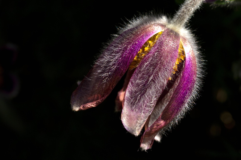 nature, plant, purple, macro, Denver Botanic Gardens, close up, 5K, closeup photography, photography, pasque, flower, pulsatilla, closeup, pasqueflower