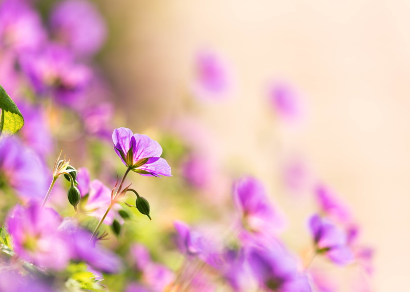 field, pink, flower, Colorado, springtime, nature, photography, summer, purple, close-up, 5K, pink Color, beauty In Nature, stunning, into the Light, petaled
