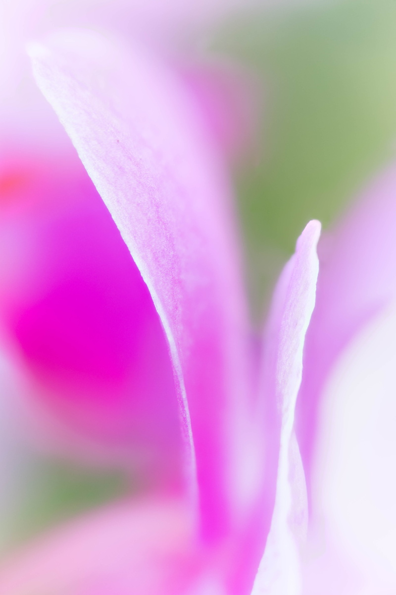 closeup, flower  flower, petaled, Denver Botanic Gardens, flower, Zerene, flowers, Soft, macro, floral, petal, Stacker, Colorado, pink, abstract, orchids