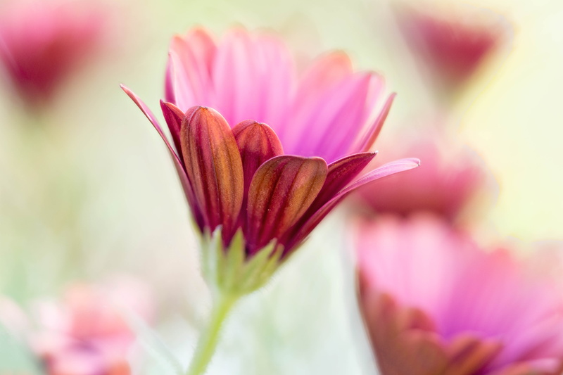 Zerene, plant, focus stacking, close, petal, close-up, african, flower Head, nature, macro, floral, Daisies, petaled, Stacker, African Daisy, 5K, closeup
