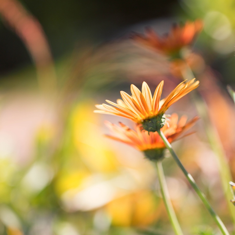 Daisies, bokeh, 4K, Denver Botanic Gardens, Colorado, close-up, meadow, macro, flowers, flower, yellow, plant, outdoors, summer, close, orange, multi