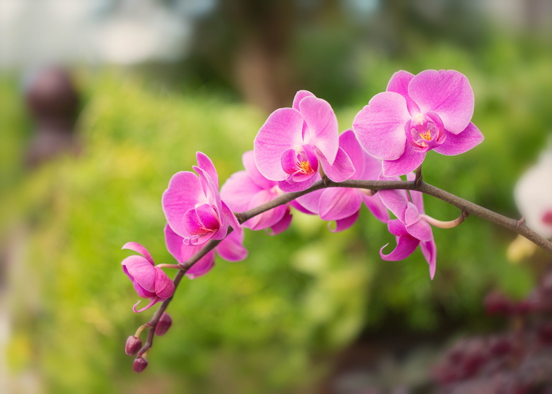 nature, petal, flower Head, photography, Denver Botanic Gardens, plant, Spray, pink Color, 5K, Orchids, botany, Colorado, purple, Moth, micro, view, Orchid