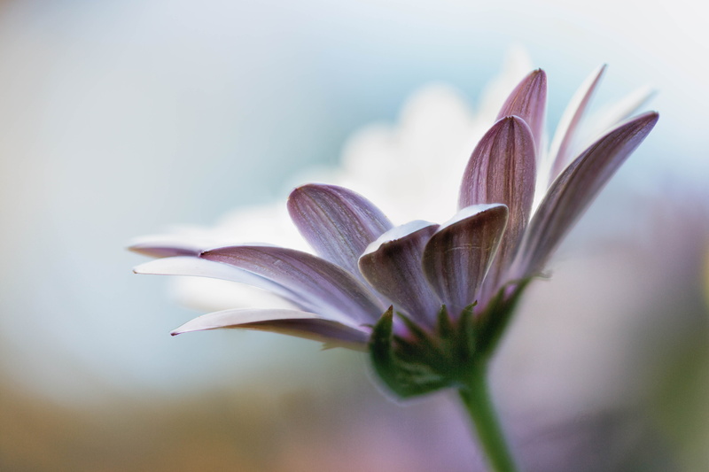 flowers, Stacker, nature, daisy, flower  flower, petal, close-up, Denver Botanic Gardens, flower Head, Zerene, summer, floral, beauty In Nature, close