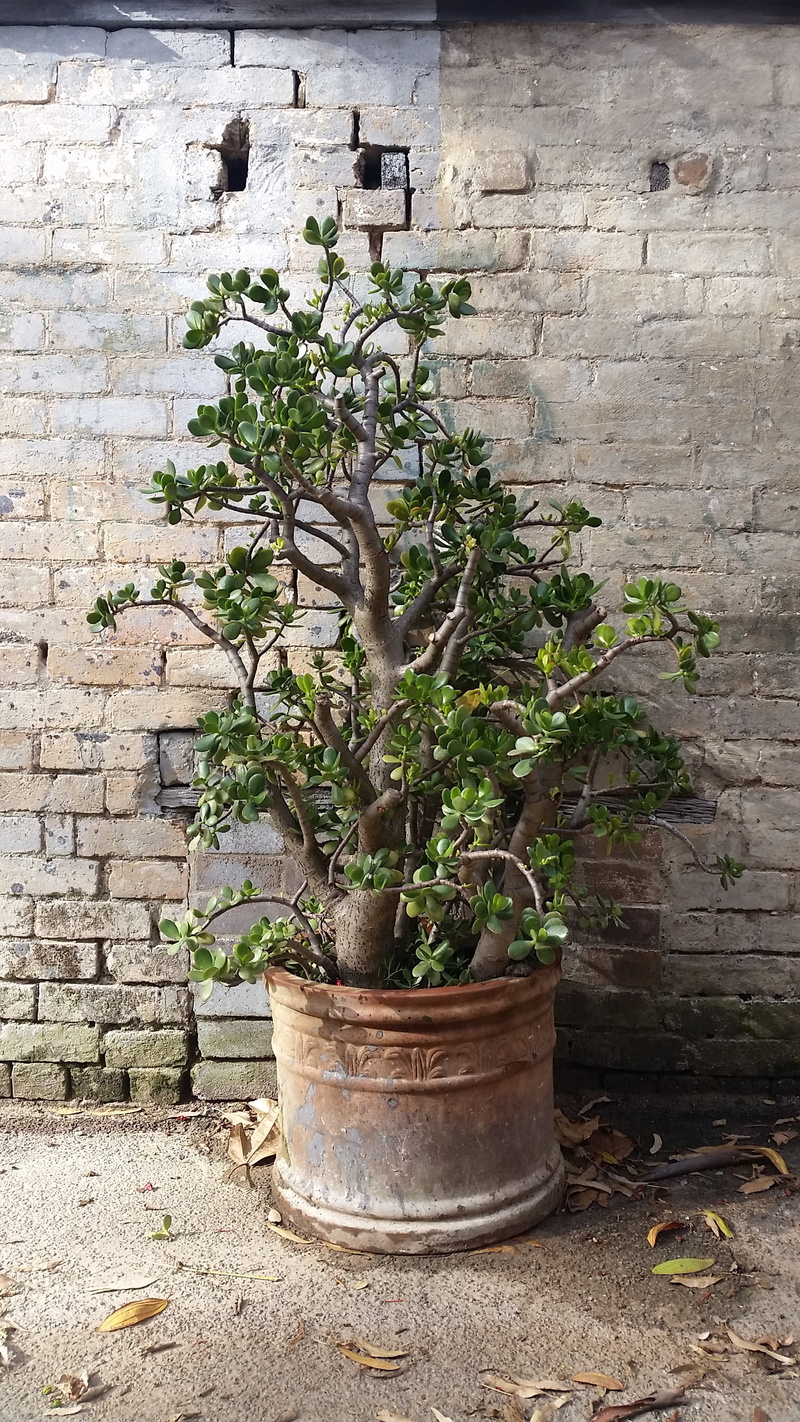 crassula ovata, friendship tree, no people, jade plant, beauty in nature, brick, day, architecture, bonsai tree, 2K, wall - building feature, built structure