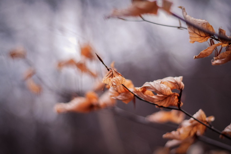 bokeh, dries, nifty  fifty, 500d, outdoors, branch, leaves, nature, twig, autumn, focus, plant, yellow, romania, tree, canon, forest, beauty In Nature