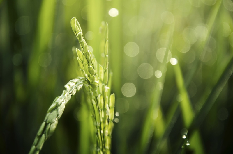 lens flare, green color, growth, beauty in nature, blade of grass, macro, grass, wheat, plant, focus on foreground, nature, tranquility, field, crop, cereal plant