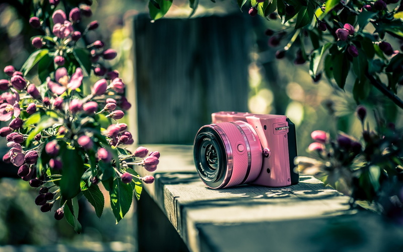 Camera, Flowers, bridge, Nikon, 1080P, Pink