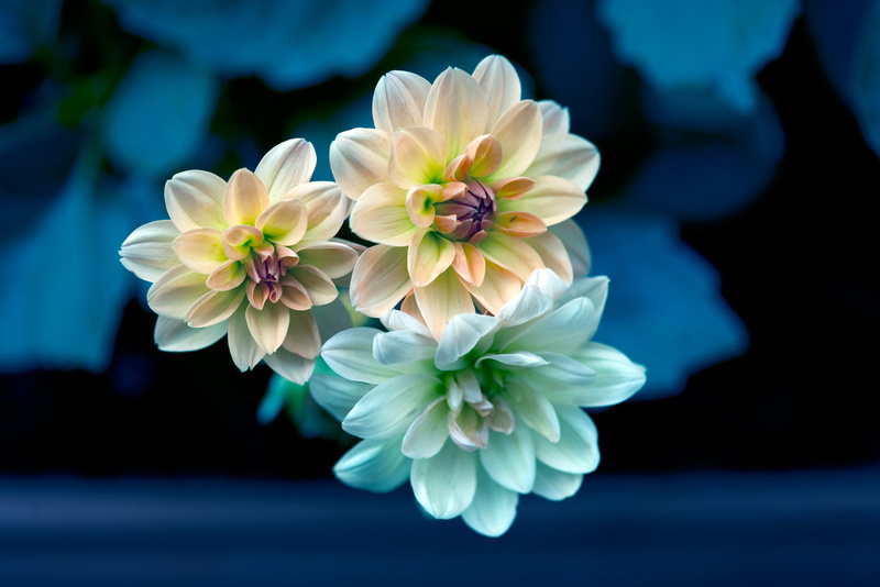 720P, flower Head, Nature, blue, petal, brown, flowers, Flower, Dahlia, NGC, girl, Primrose, Plant, grandma, tribute, NPC, summer