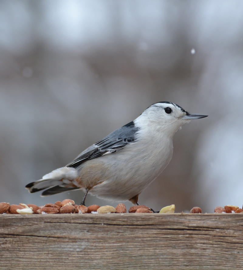 fly, 2K, peanuts, feather, Fantastic, nuts, animal, Nature, beak, outdoor, Ontario, NGC, animals, backyard, nuthatch, bird, untitled, winter, bokeh, NPC