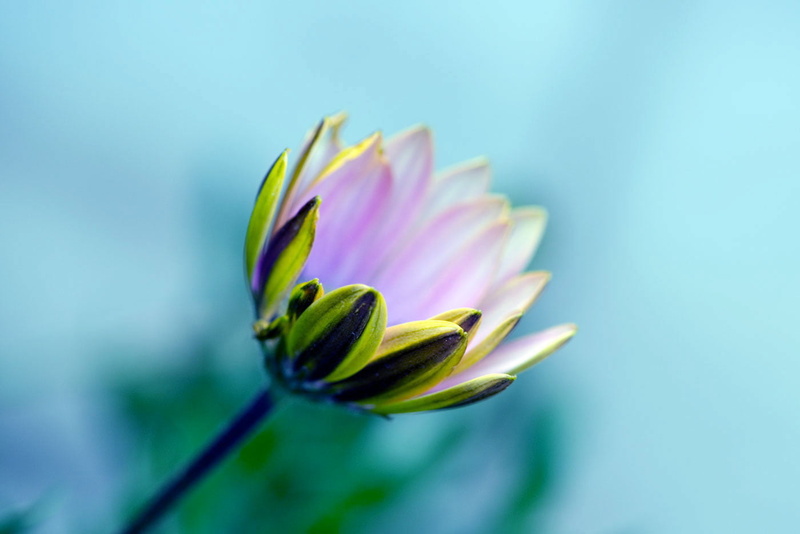 720P, Lost in time, summer, flower  Flower, NGC, leaf, Plant, beauty In Nature, petal, yellow, flower, petaled, Nature, water Lily, flower Head, botany