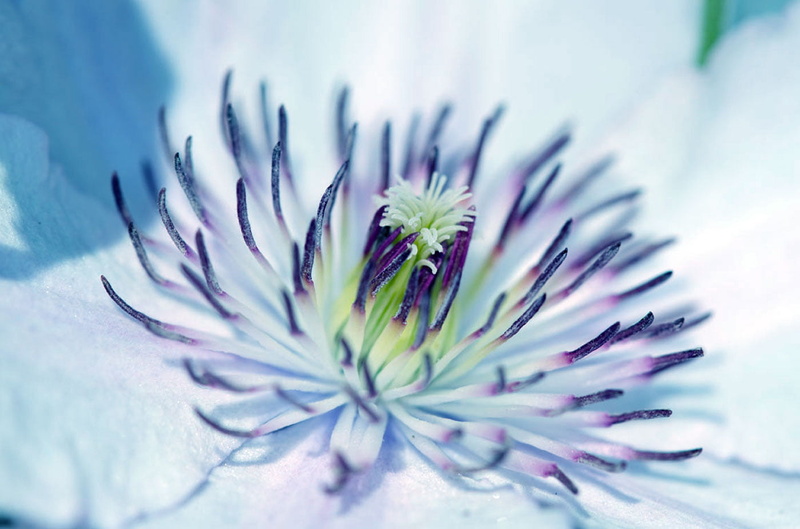 NGC, 720P, ornate, flower Head, web, botany, Flower, close-up, petal, pink, NPC, macro, Clematis, Plant, white, Nature, photo