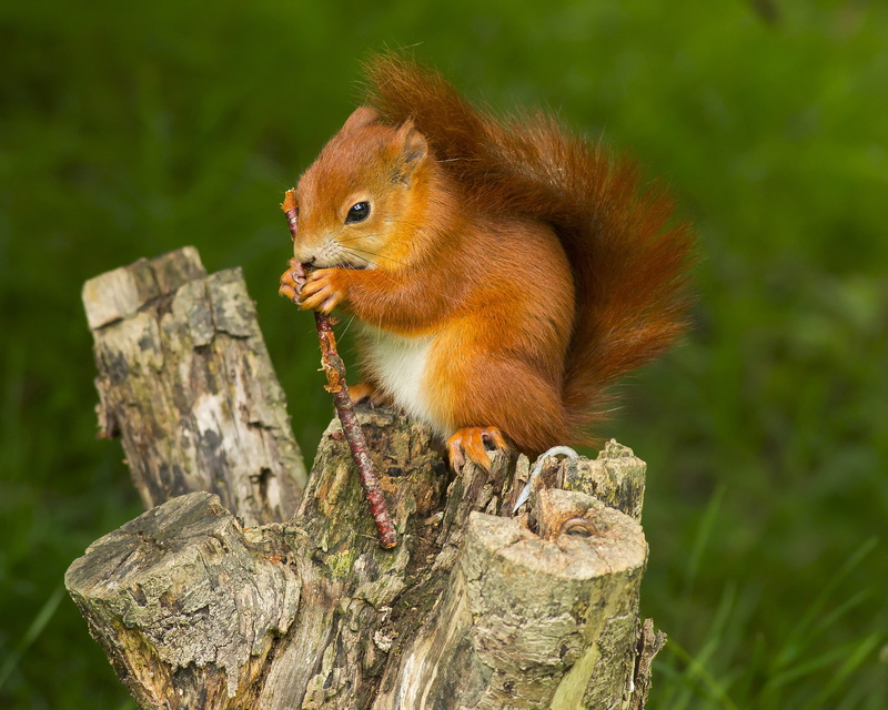 cute, nature, 2K, animal, squirrel, small, uk, wildlife, rodent, red, stump, center, tree stump, outdoors, daytime, NPC, NGC, British wildlife, brown