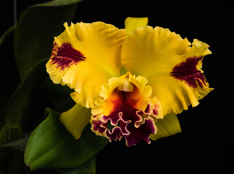 growth, plant, studio shot, flower, Orchid, bouquet, Black, vulnerability, beauty in nature, no people, indoors, flower arrangement, close-up, orchidace