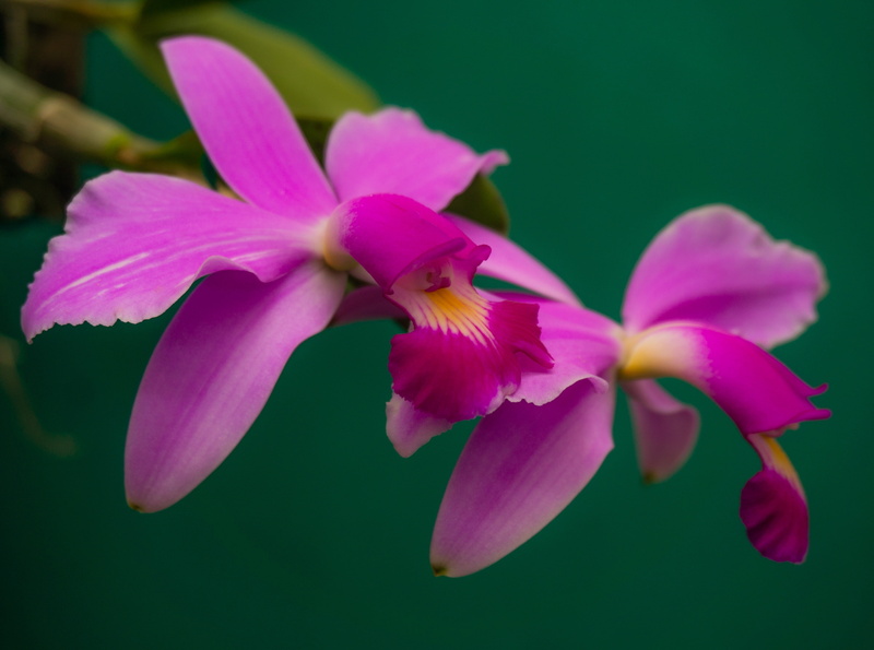 freshness, violacea, pollen, fragility, vulnerability, orchids, orquidea, flower head, beauty in nature, close-up, cattleyaviolacea, growth, inflorescence