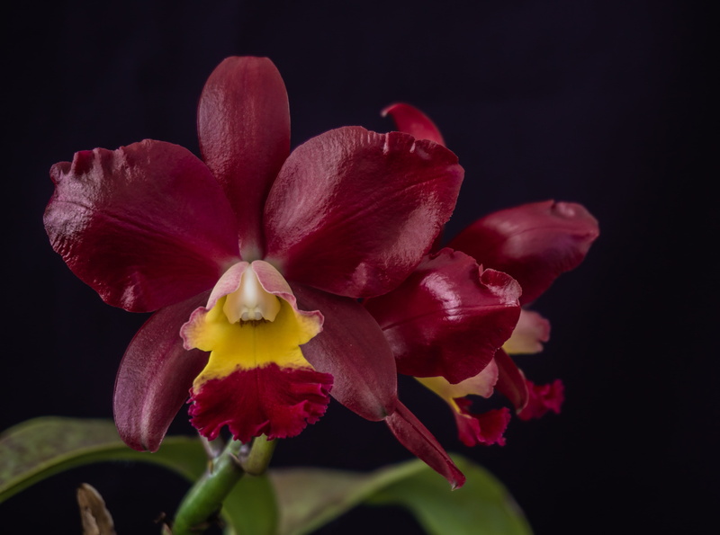 black background, chocolate, springtime, plant, cattleya, flower head, orquidea, fragility, indoors, x, landate, Flowers, cattleyachocolatedrop, inflorescence