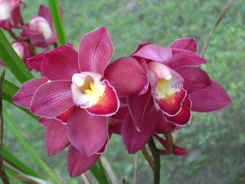 garden, plant, Garden, lilac orchid, vulnerability, no people, nature, flower, Flowers, Flower, freshness, orchid pink, beauty in nature, flowering plant