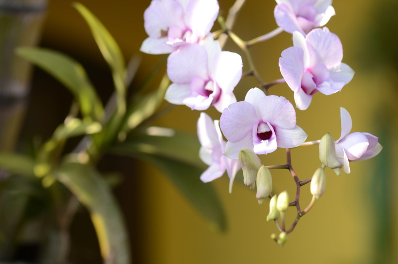 fragility, blossom, lilac orchid, 4K, no people, flowers, plant, orquidea, orchid, nature, outdoors, growth, flowering plant, vulnerability, tree, pink color